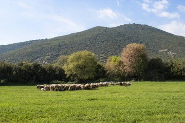 Bakan koyun sürüsü, Olimpos Dağı Doğa, Yunanistan.