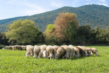 Bakan koyun sürüsü, Olimpos Dağı Doğa, Yunanistan.