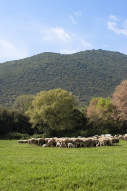 Bakan koyun sürüsü, Olimpos Dağı Doğa, Yunanistan.