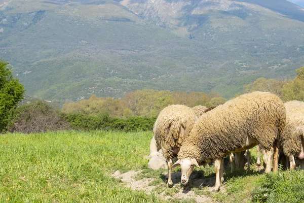 Вівці на лузі в горах — стокове фото