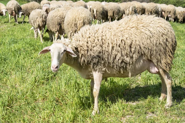 山の牧草地に羊 — ストック写真
