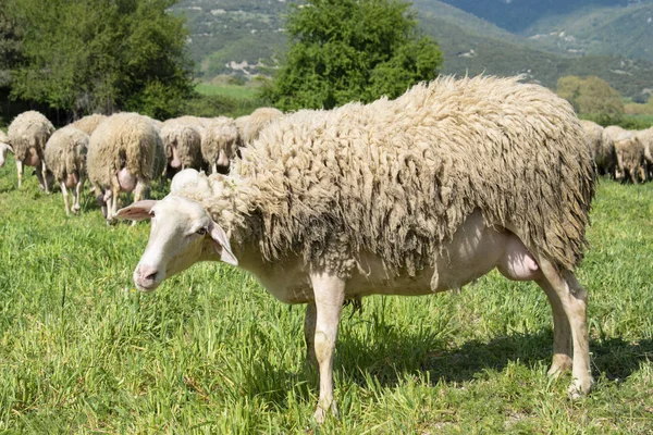 Sheeps in a meadow in the mountains