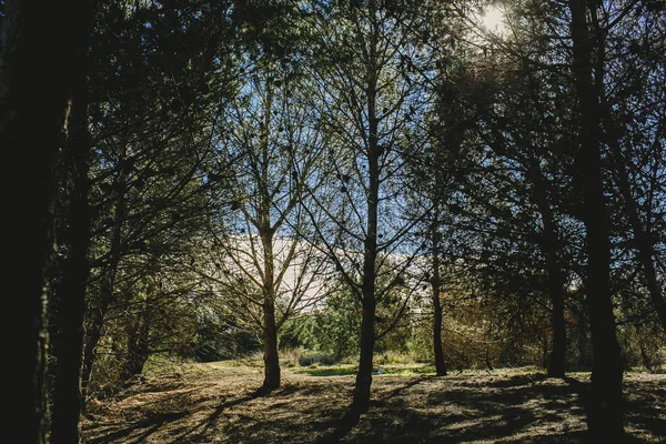 Landskap Med Tall Träd Himmel Och Varma Solen — Stockfoto