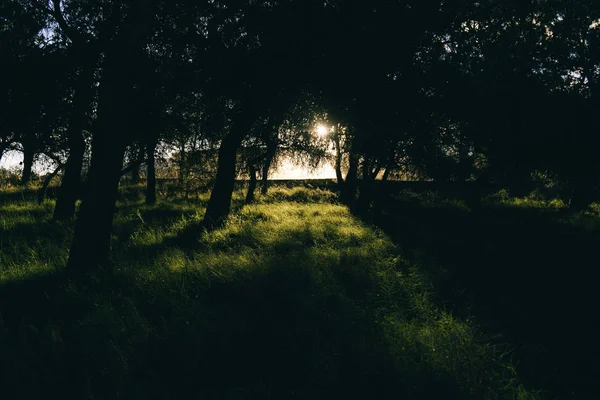 Peisaj Pini Cer Soare Cald — Fotografie, imagine de stoc