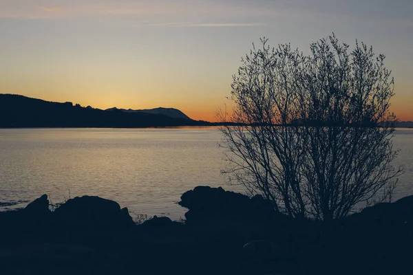 木と湖の夕日 — ストック写真