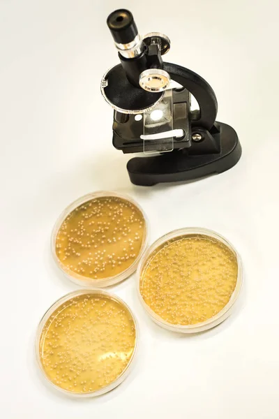 Culture Bacteria Petri Dish — Stock Photo, Image