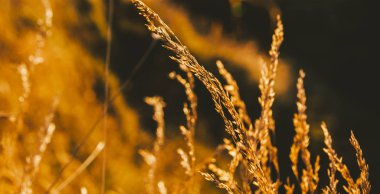 golden sun için yulaf Şubesi.