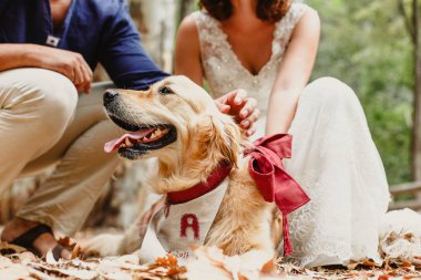 Ormanda oynayan köpekler