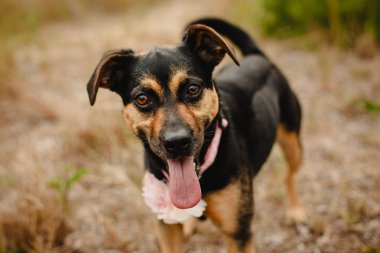 Ormanda oynayan köpekler