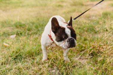 Ormanda oynayan köpekler