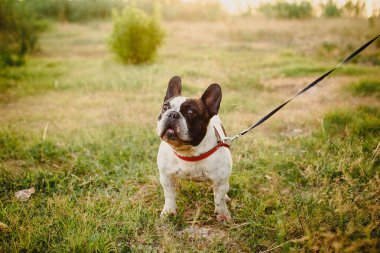 Ormanda oynayan köpekler