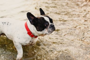 Ormanda oynayan köpekler