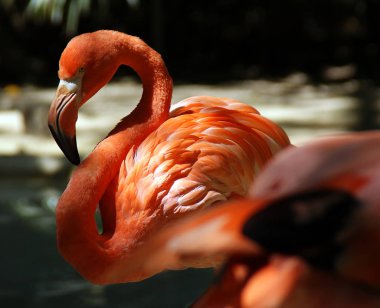 Pembe Flamingo tropikal kuşlar