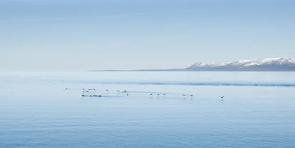 Paesaggi Islandesi Pieni Erba Verde Mare Cielo Blu — Foto Stock