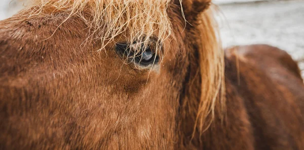 Αυθεντικό Άγρια Ισλανδικά Άλογα Στη Φύση Ιππασία — Φωτογραφία Αρχείου