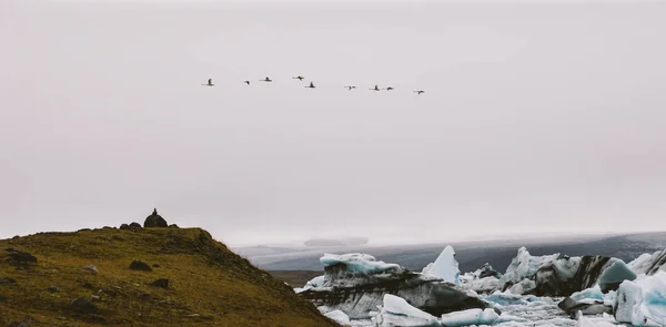 Σμήνος Πουλιών Που Φέρουν Παγετώδους Πάγου Τήξης Έχουν Της Ισλανδίας — Φωτογραφία Αρχείου