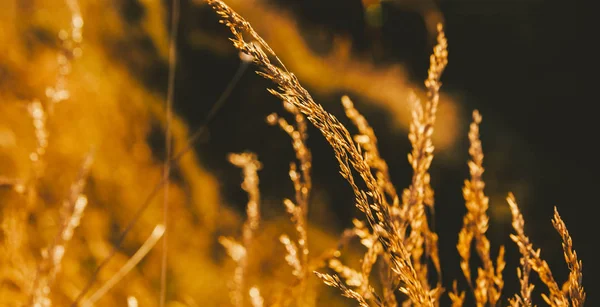 Pobočka Ovsa Zlaté Slunce — Stock fotografie