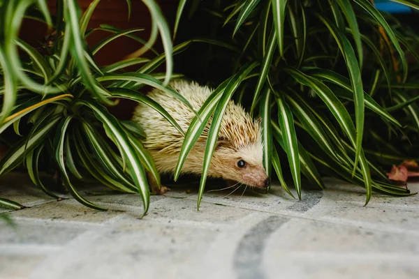 Gedomesticeerde Egel Wegrenden Rond Het Huis — Stockfoto