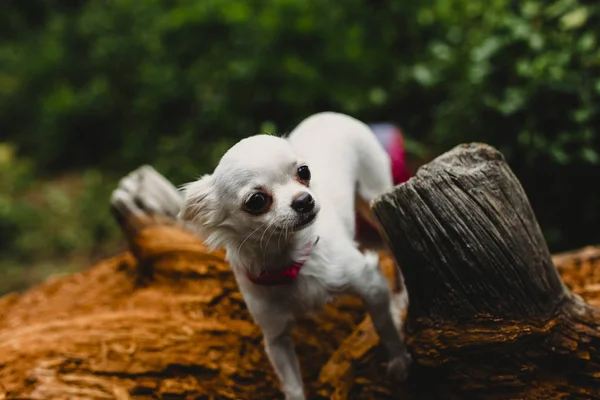 Kutyák Játszik Erdőben — Stock Fotó