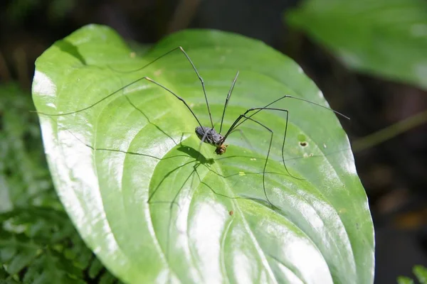 Insekter Den Vilda Naturen — Stockfoto