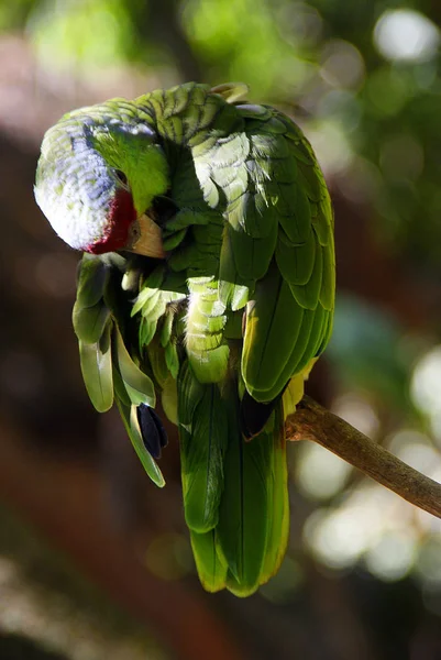 Asas Papagaio Pássaros Tropicais — Fotografia de Stock