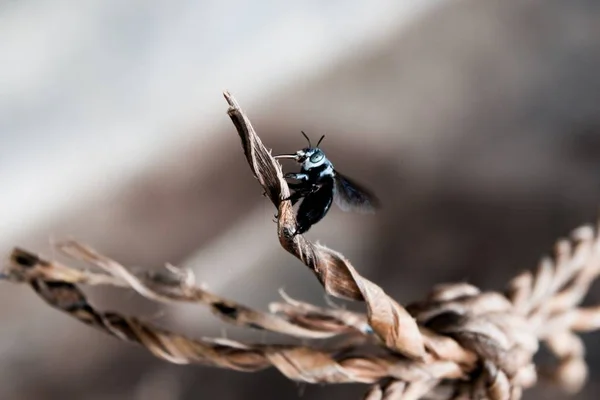 Insectos Naturaleza Salvaje — Foto de Stock