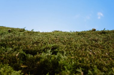 Mavi yeşil çim gökyüzünden görünümünü