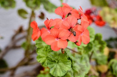 Kırmızı çiçek arıya