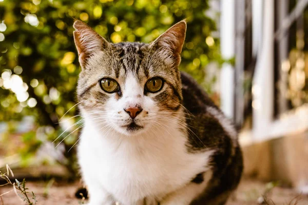 Gato Doméstico Mirando Cámara —  Fotos de Stock