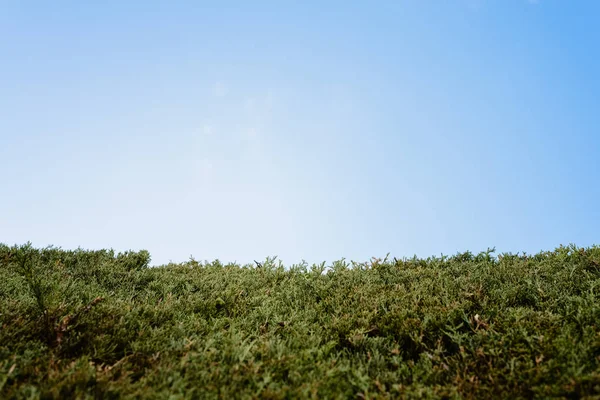Visa Himmelsblå Från Det Gröna Gräset — Stockfoto
