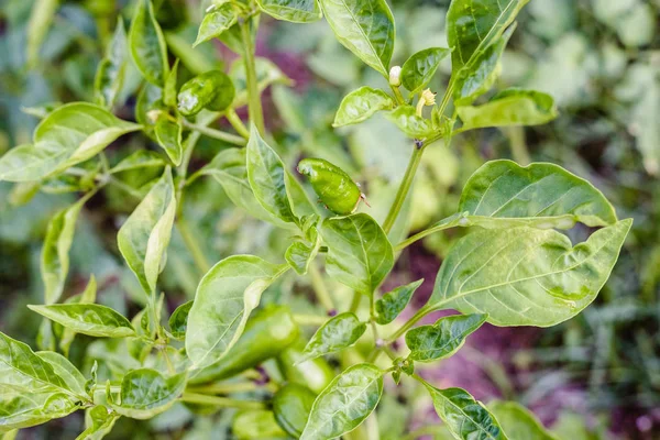 Φυτό Της Ιταλικής Πράσινες Πιπεριές — Φωτογραφία Αρχείου