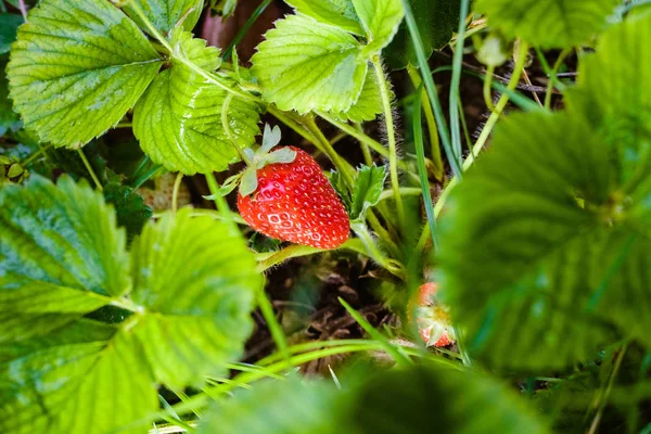 Planta Fresas Rojas Con Sus Hojas Tallos — Foto de Stock