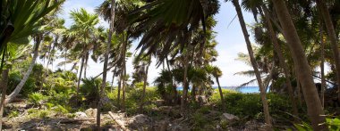 Yağmur ormanı Hindistan cevizi ağaçları doldurur