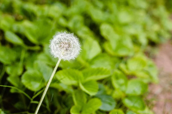 Doğal Yeşil Zemin Üzerine Karahindiba Çiçeği — Stok fotoğraf
