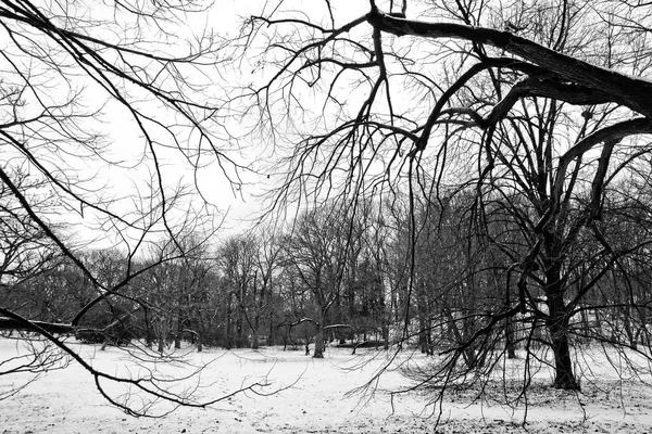 Paesaggio Boschivo Con Neve Tra Alberi Rami Senza Foglie — Foto Stock