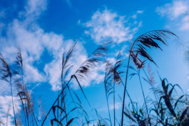 Yulaf ve Mısır gevreği dalları ile gökyüzü ve bulutlar