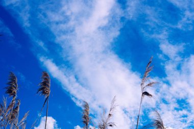 Yulaf ve Mısır gevreği dalları ile gökyüzü ve bulutlar