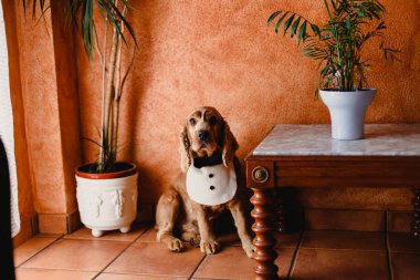 Ormanda oynayan köpekler