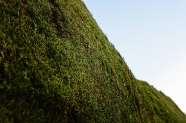 Mavi yeşil çim gökyüzünden görünümünü