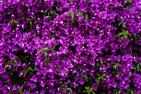 Bir bahçe içinde birçok mor çiçekler