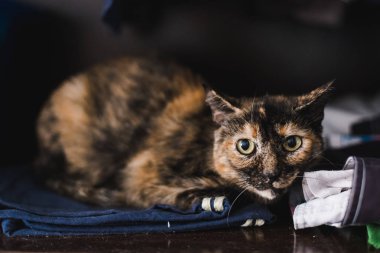 Sakin evde beslenen hayvan cats, odaklanmamış arka plan ile bir evde istirahat.