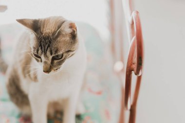 Sakin evde beslenen hayvan cats, odaklanmamış arka plan ile bir evde istirahat.