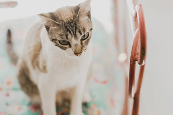 Gatos Tranquilos Para Mascotas Descansando Una Casa Con Fondo Desenfocado — Foto de Stock