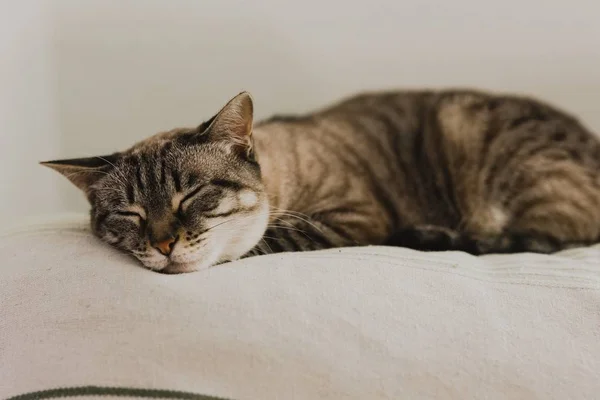 Gatos Tranquilos Para Mascotas Descansando Una Casa Con Fondo Desenfocado — Foto de Stock