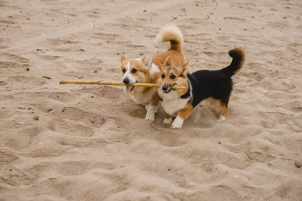 小棕色狗在海滩上玩耍 — 图库照片