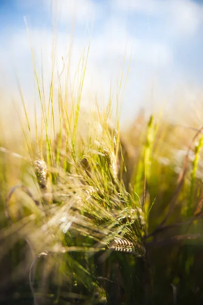 Пшеничное Поле Уши Золотой Пшеницы Закрываются Сельской Местности Сияющим Солнечным — стоковое фото