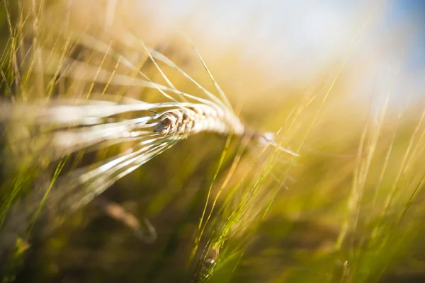 Pšeničné Pole Uši Pšenice Golden Zblízka Venkovská Krajina Pod Zářící — Stock fotografie