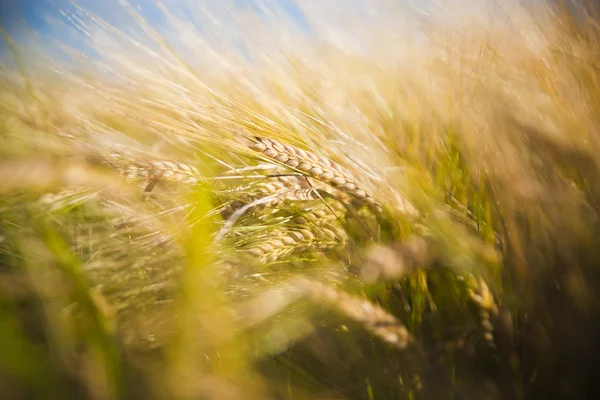 Пшеничне Поле Вуха Золотої Пшениці Крупним Планом Сільській Місцевості Під — стокове фото