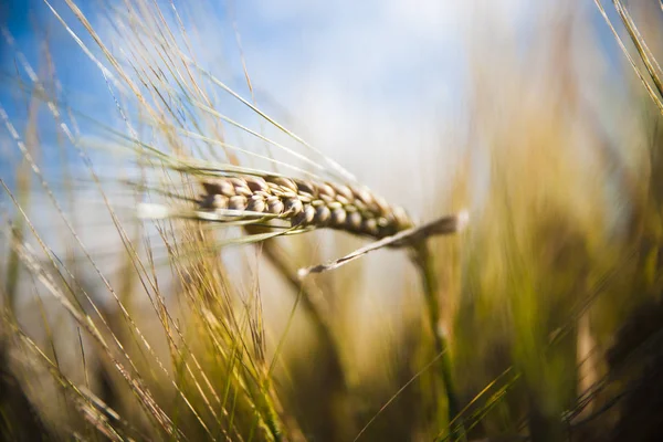 Пшеничне Поле Вуха Золотої Пшениці Крупним Планом Сільській Місцевості Під — стокове фото