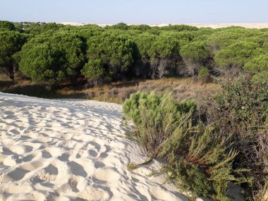 Kum tepeleri rüzgar Doana bir Akdeniz çam ormanına doğru tarafından üflenir     